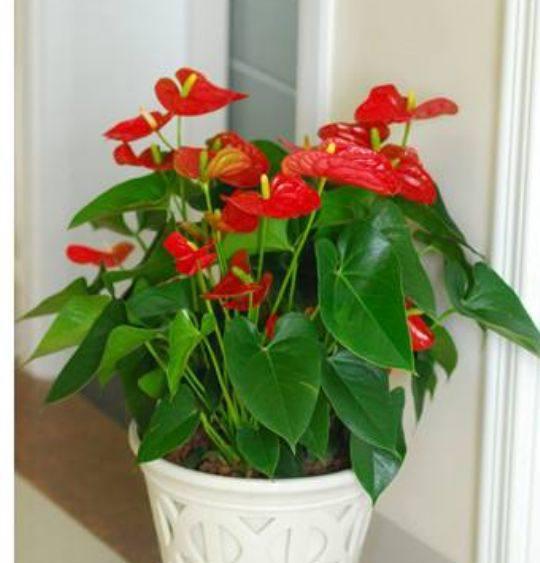 碧水映白鹅,红掌拨清波是哪首诗??