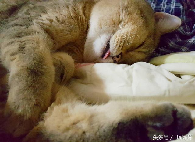 睡到投降也太可爱了吧?9种萌到舍不得叫它起床的猫咪睡姿