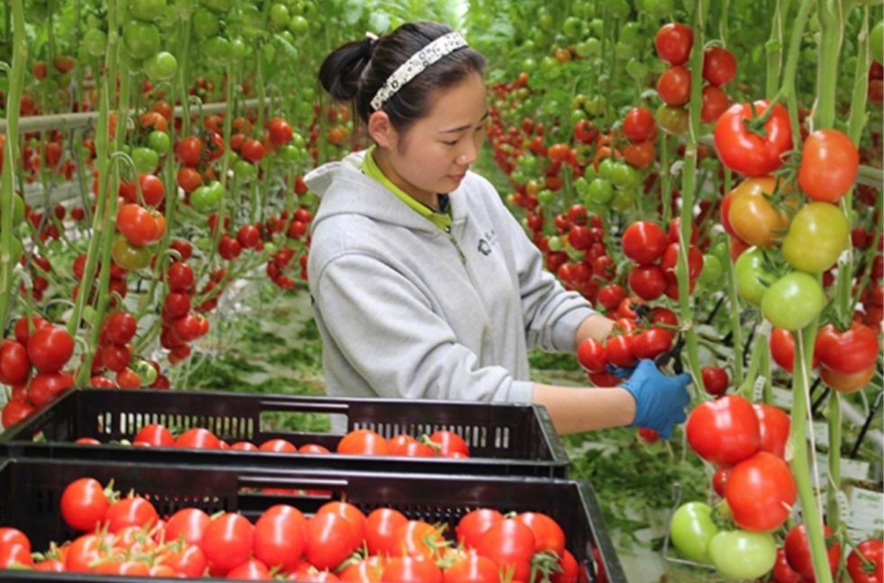 宁波农业科技 宁波智慧农业“未来”已来:番茄“飞”上天,草莓“住”云端