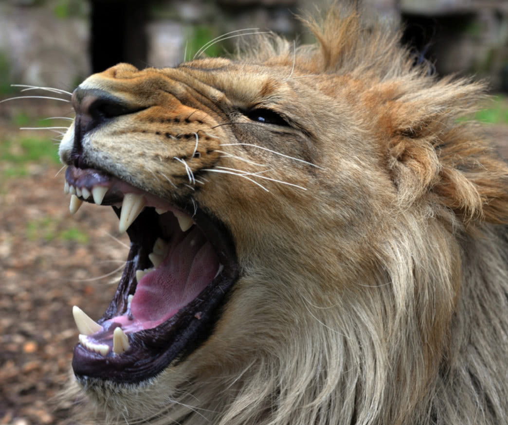 德国某动物园,两只狮子和一只美洲豹出逃,现已重回笼