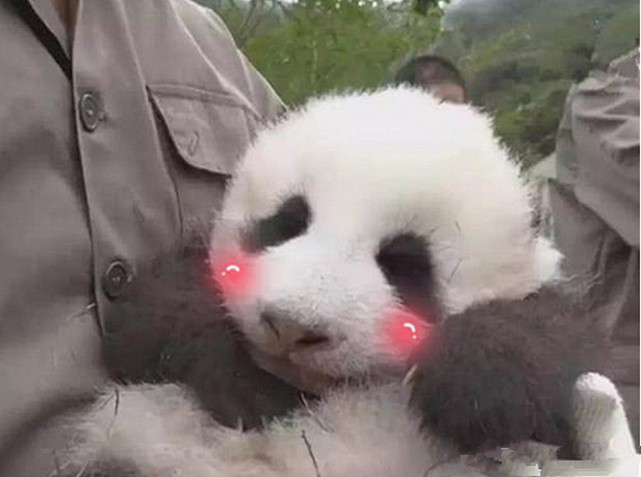 外看到后炸锅了:你们中国人手一只大熊猫?