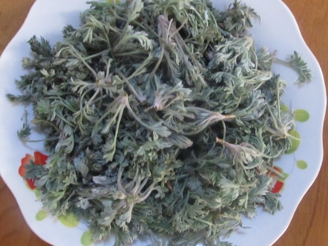 阳春三月话茵陈
