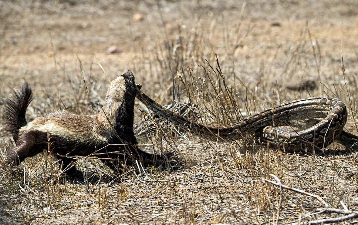 “平头哥”蜜獾激战大蟒蛇, 想溜走? 传出去还让哥怎么混!