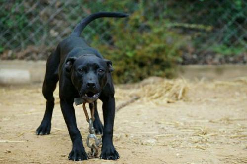 比特犬VS藏獒哪个比较厉害