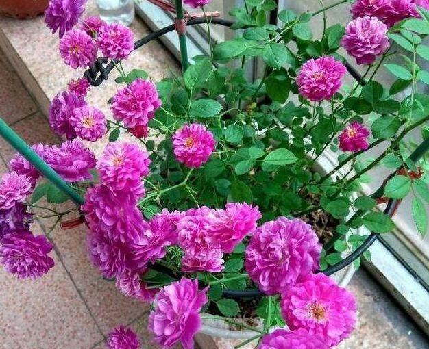 还用“硫酸亚铁”浇花？快停下，只有“方法”正确，才能叶绿花艳