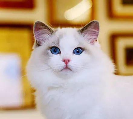 大吸一口气质型布偶猫