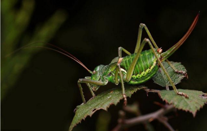 蝈蝈和蛐蛐简谱_优惠券 十大品牌排行榜 哪个牌子好 元珍商城
