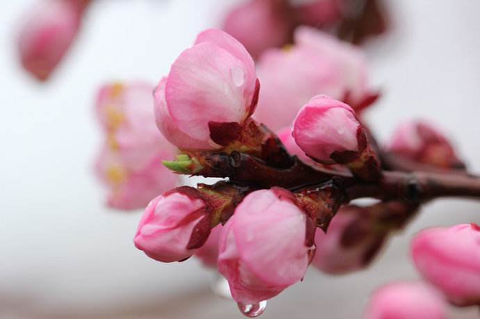 王琼辉 《春花烂漫》之十五 一园春雨杏花红