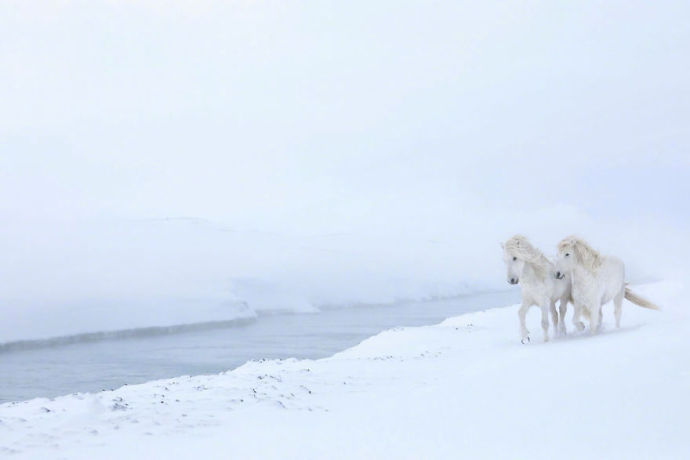 摄影师Drew Doggett在冰岛拍摄的白马，在冰雪的背景下