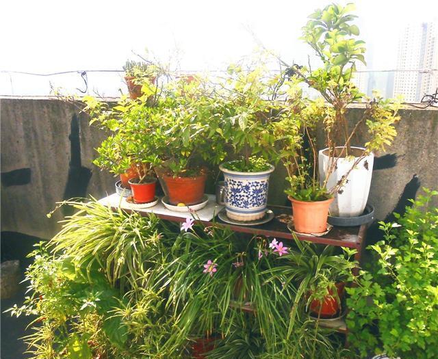 花土里浇点它,养花不黄叶不烂根,年年花开爆满