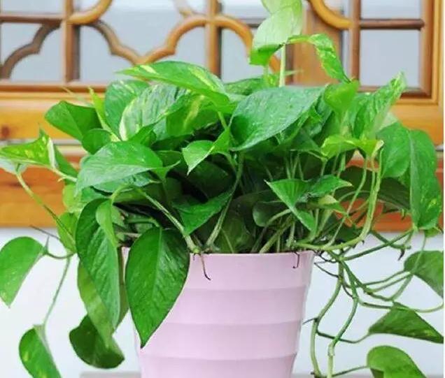 还用“硫酸亚铁”浇花？快停下，只有“方法”正确，才能叶绿花艳