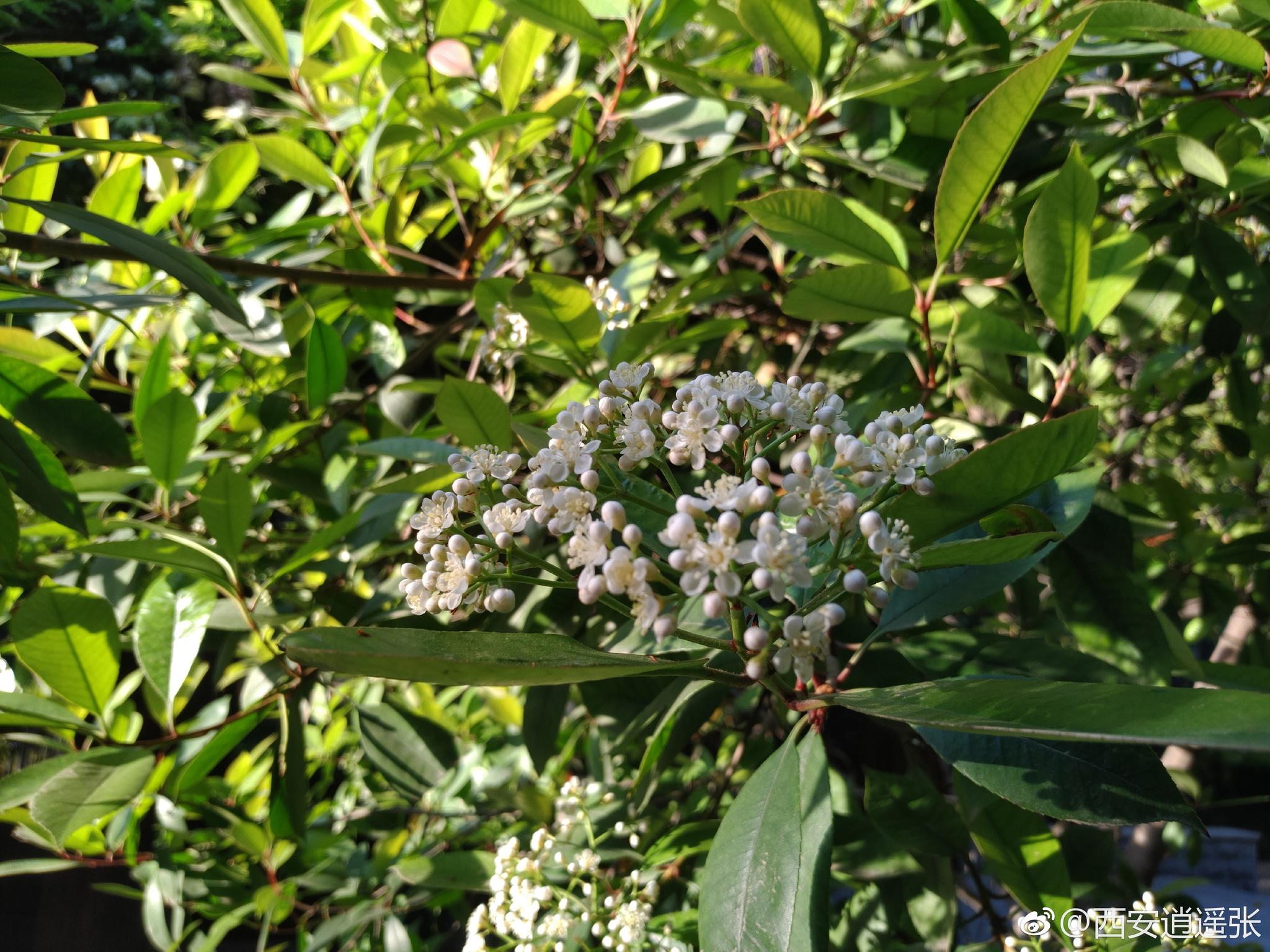 留得行人忘却归,雨中须是石楠枝。明朝独上铜台路,容见花开少许时