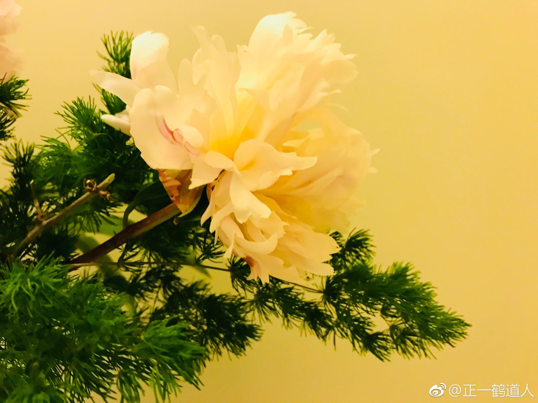 王维有诗:绿艳闲且静,红衣浅复深。花心愁欲断