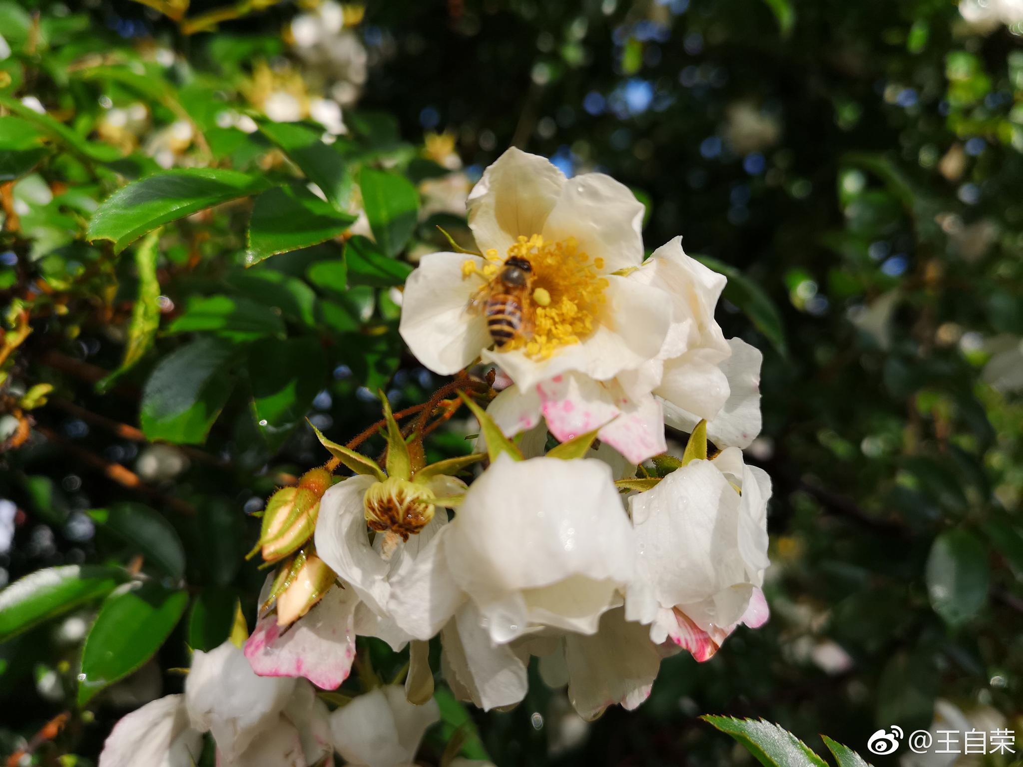 形色-1秒拍照识花神器 形色识别此花为"金樱子"