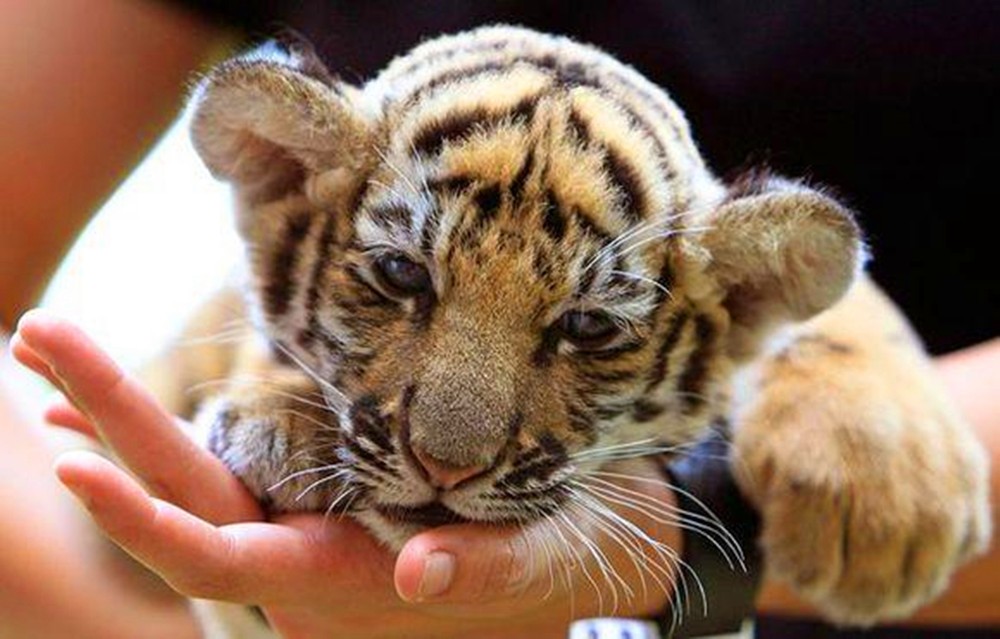 工作人员发现了一只走私的小老虎,才两个月大,呆萌的样子非常可爱