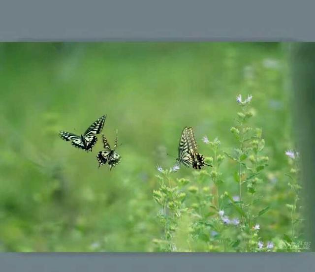 照片蝴蝶飞特效