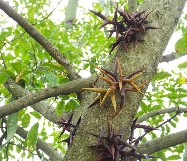 中药鸟不踏刺树与图片图片