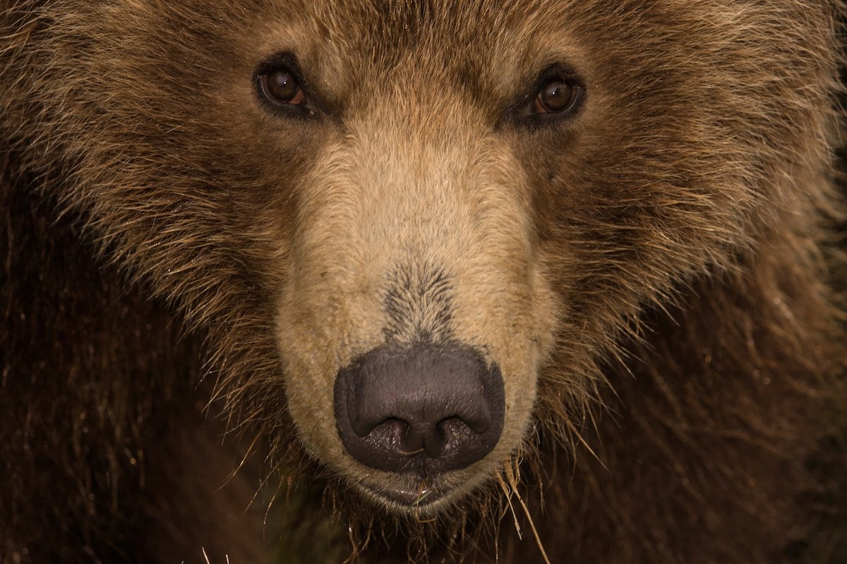 棕熊的天堂 | 俄罗斯野生动物摄影师 Sergey Gorshkov