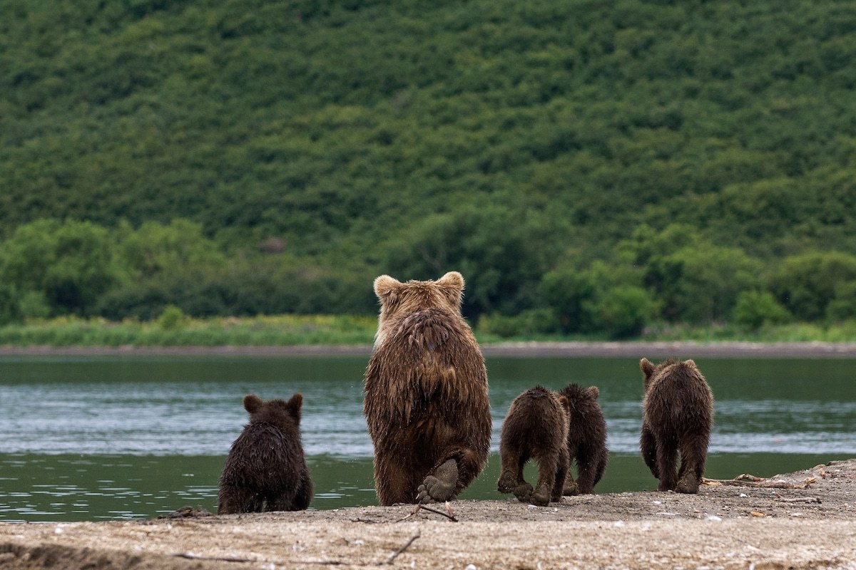 棕熊的天堂 | 俄罗斯野生动物摄影师 Sergey Gorshkov|天堂|棕熊|野生动物_新浪新闻