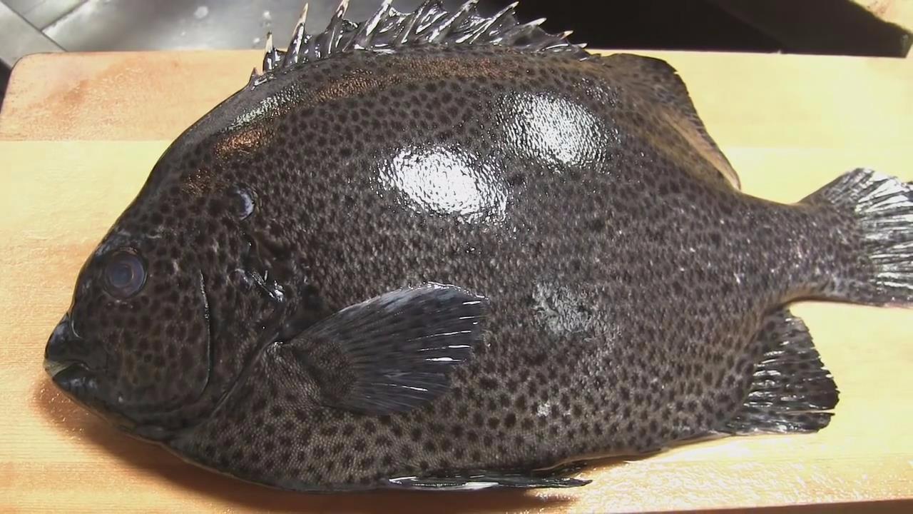 日本大厨处理稀有黑色斑石鲷,快刀去鱼皮制作石鲷鱼