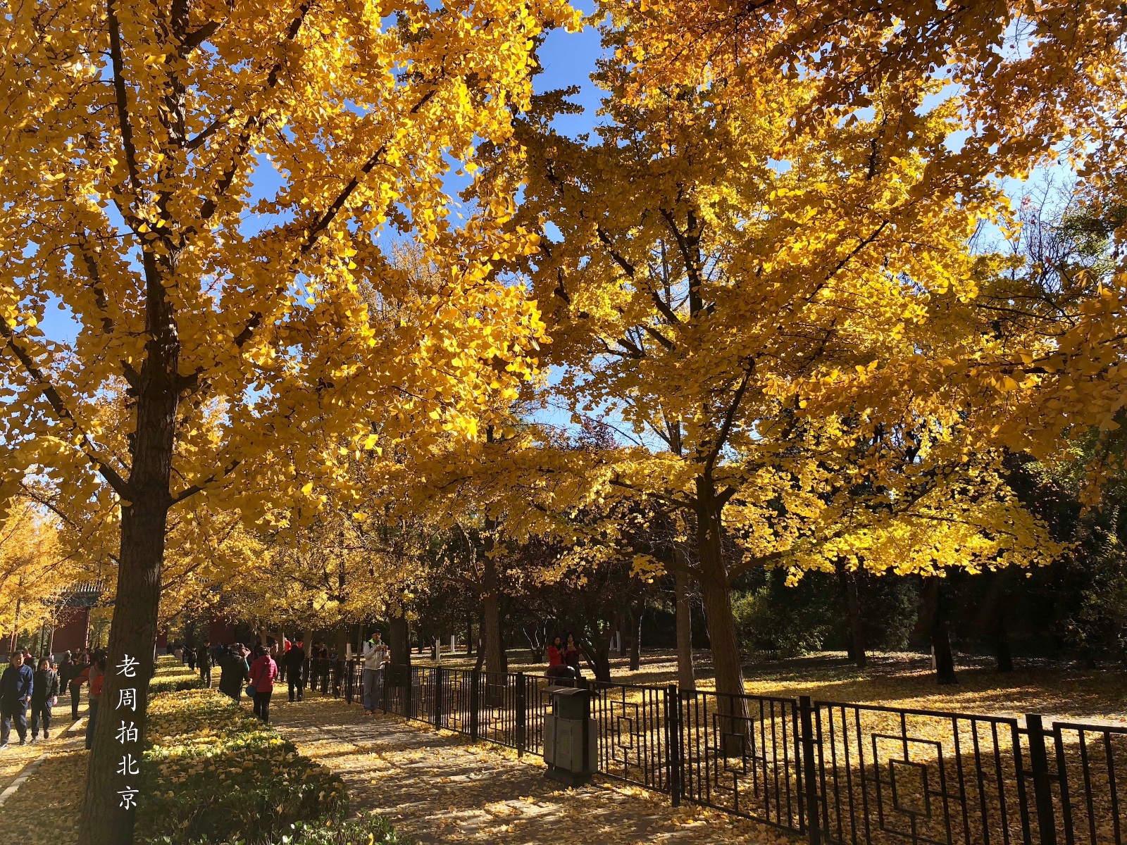 金黄色彩叶欣赏：蓝天下的银杏树，北京地坛公园01