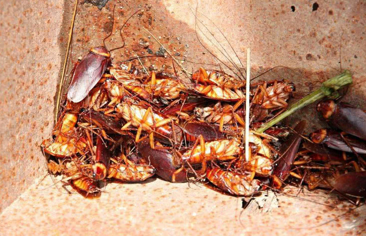 为什么老人不让用鞋踩死蟑螂?今天算长见识了