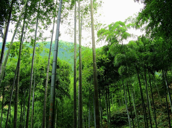 今夏与你相逢在大竹海 回味《卧虎藏龙》的经典镜头