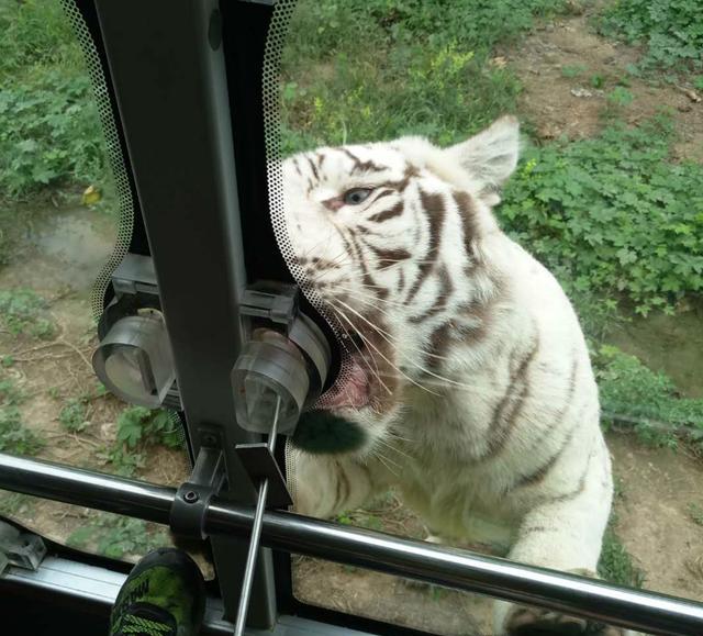 过年回乡了，濮阳人一定要到东北庄野生动物园来看看