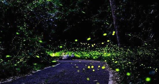 国内首家萤火虫主题公园:厦门萤火虫公园