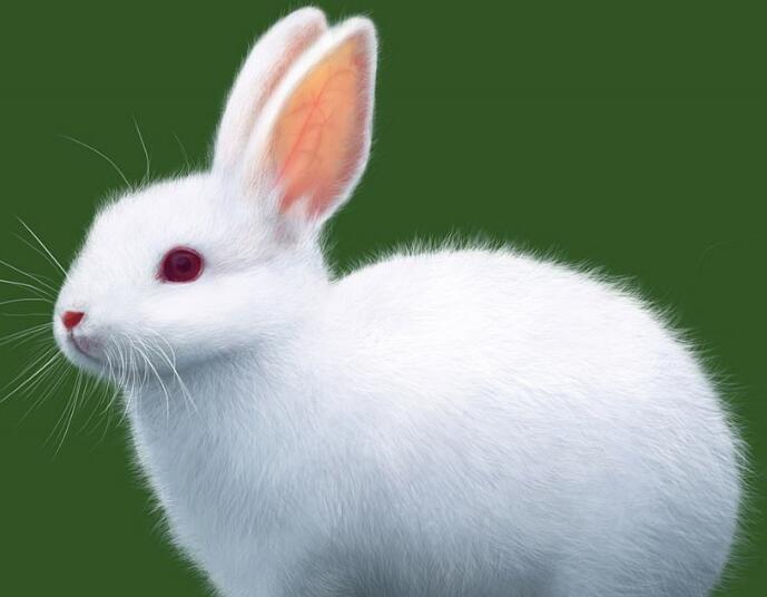 壁纸 动物 兔子 689_536
