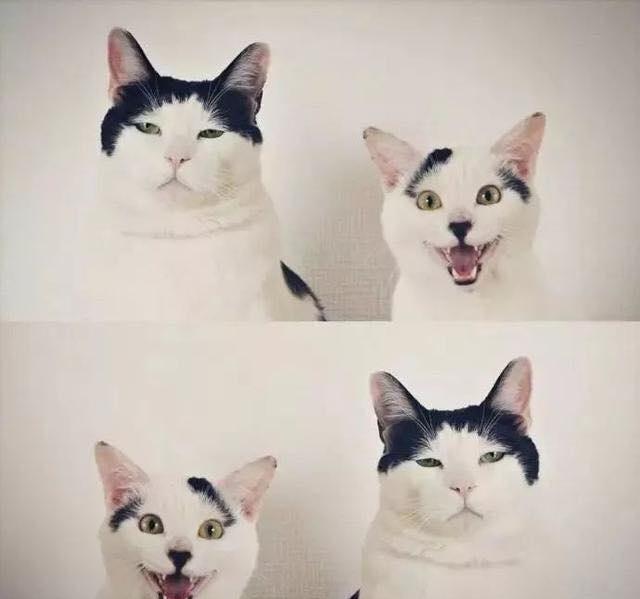 带字胖猫的图片