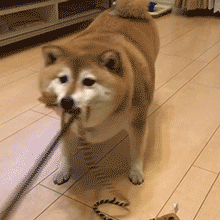 壁纸 动物 狗 狗狗 220_220 gif 动态图 动图