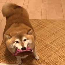 壁纸 动物 狗 狗狗 224_224 gif 动态图 动图