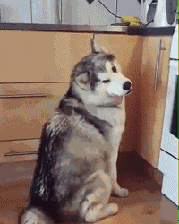 哈士奇表情包,天生自带表情包的傻狗二哈!