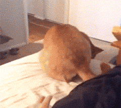 动物搞笑gif:是谁拿牙签扎我的屁股!