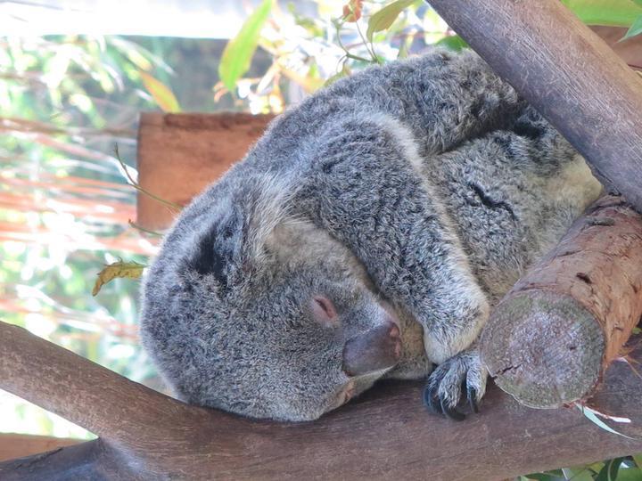 从广州火车站如何到广州长隆野生动物园,附带