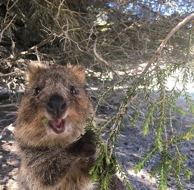 短尾灰沙袋鼠 嘴角天生上翘所以一辈子都在笑 小东西长得真可爱~