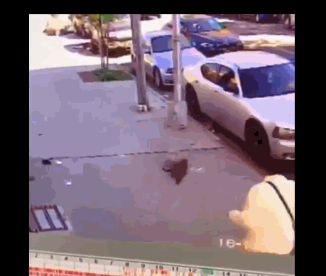 最后狗狗被主人不小心甩丢了,和牵引绳一起被丢到一旁,猫瞅准时机