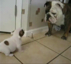 搞笑gif:能不能赢,就看你的表情了