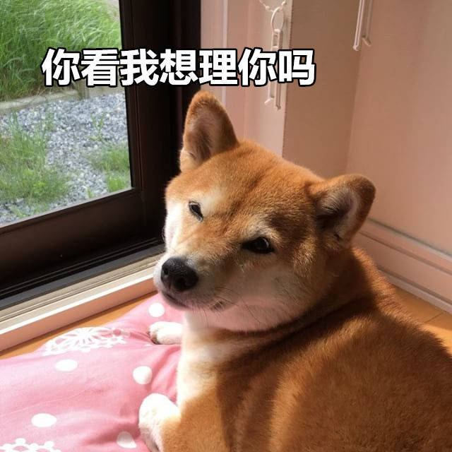 柴犬表情包无水印