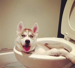 狗狗拉不好便便, 你们居然怪狗粮!