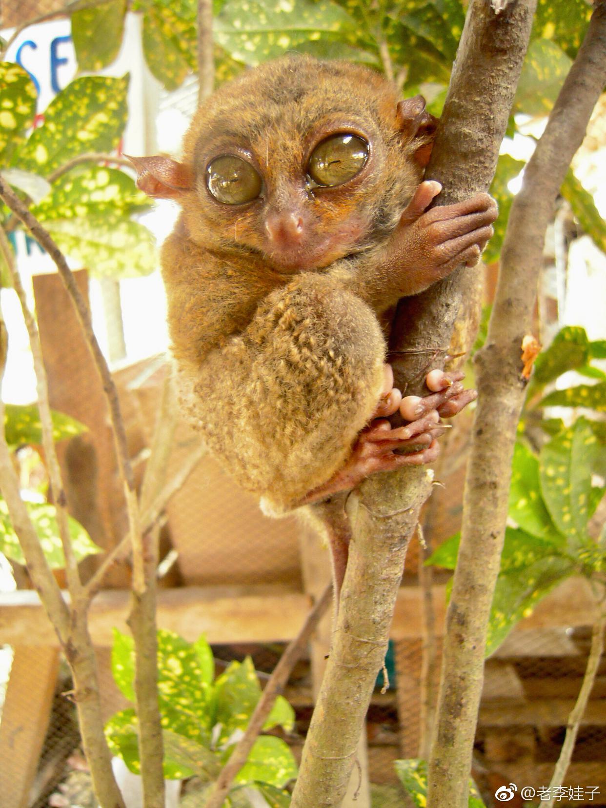 菲律宾的眼镜猴又称大眼猴是一种珍贵的小型猴类