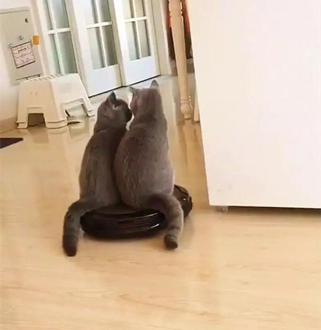 两只猫咪坐着自动扫地机，在客厅游玩:带你去土耳其
