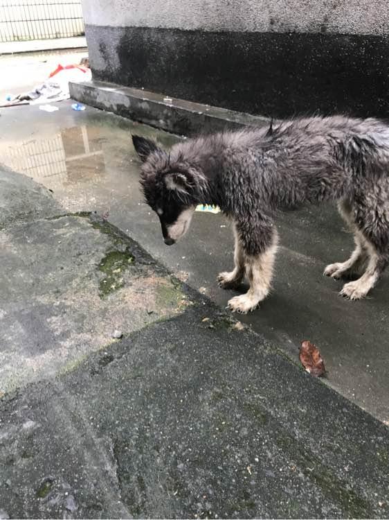 小姑娘经常喂食公司外的小流浪狗被经理骂,小家伙淋雨生病带回家