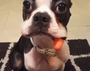 汪星人偷吃死活不承认,结果下一秒就悲剧了,主人一看笑傻了!