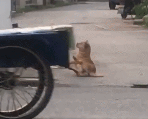 壁纸 动物 狗 狗狗 294_236 gif 动态图 动图