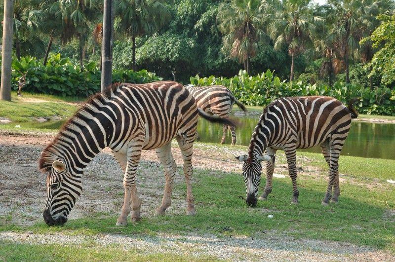 从广州火车站如何到广州长隆野生动物园,附带