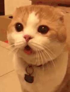 我始终觉得我养的不是狗,好像我是它养的宠物……||猫