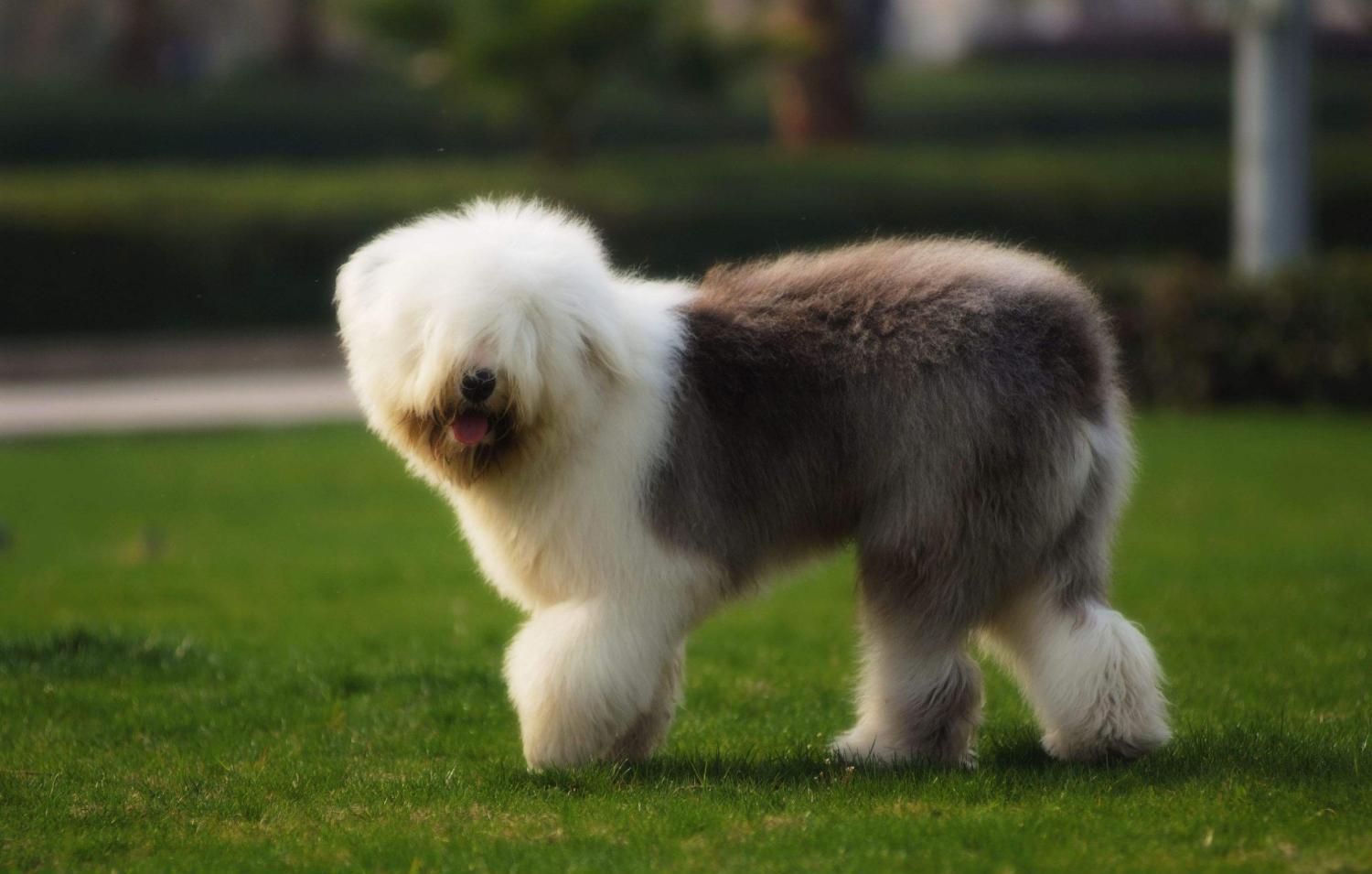 十大最粘人的宠物, “雪橇三傻”榜上有名