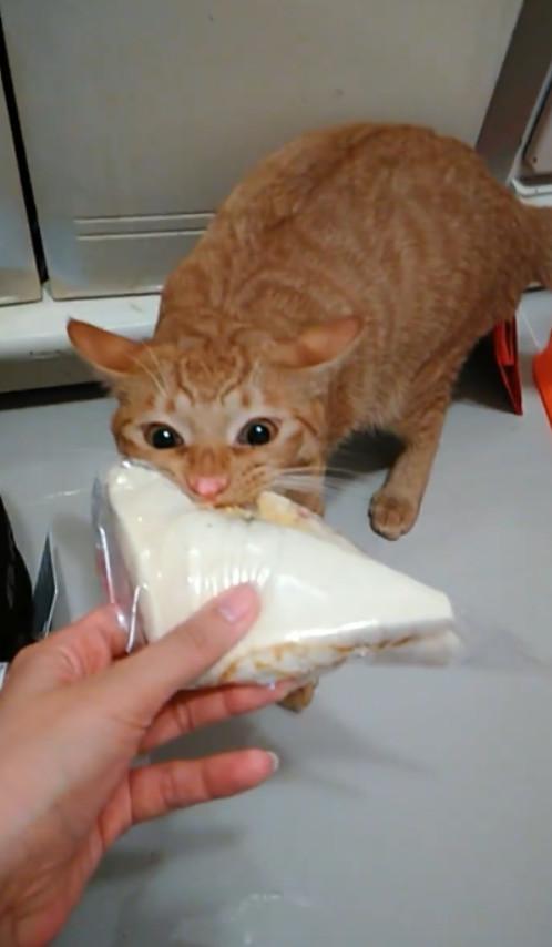 网友准备吃面包,结果被橘猫看到后,它的反应把
